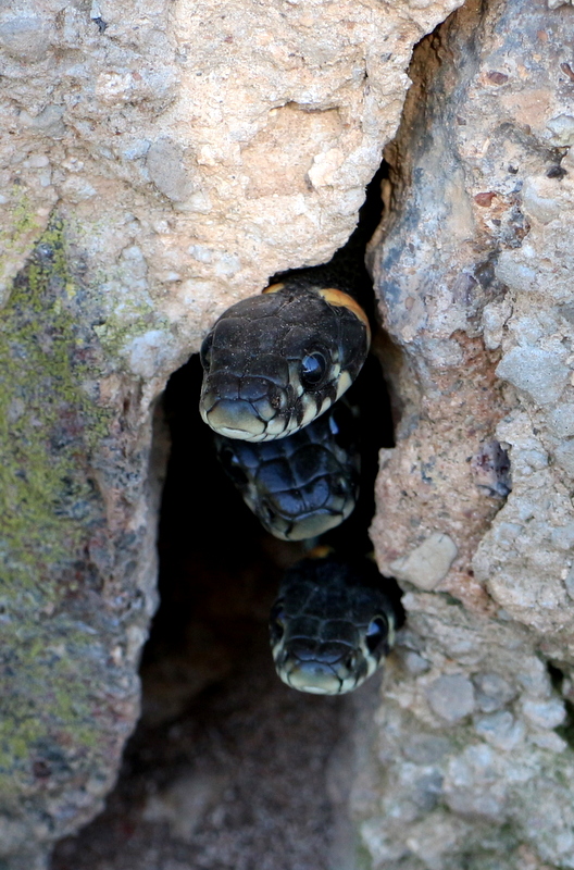 Дом-змея в Питере : Почему рекордно длинное сооружение постро�или в форме пресмыкающегося